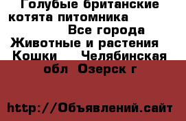 Голубые британские котята питомника Silvery Snow. - Все города Животные и растения » Кошки   . Челябинская обл.,Озерск г.